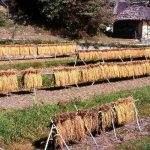 「岡山県備前市八塔寺ふるさと村」撮影者：坂井正樹 撮影地：岡山県備前市八塔寺ふるさと村　撮影日：2006年10月17日