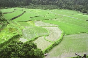「高知県黒潮町市野瀬付近」　撮影者：北出公洋 撮影地：高知県黒潮町市野瀬付近　撮影日：2001年10月