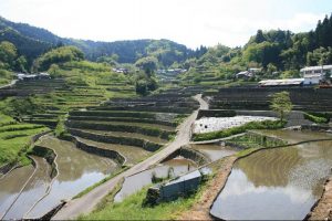 「井仁の棚田」撮影者：長尾雅彦 撮影地：広島県山県郡筒賀村「井仁の棚田」　撮影日：平成21年5月6日