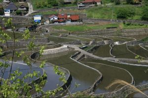 「井仁の棚田」撮影者：長尾雅彦 撮影地：広島県山県郡筒賀村「井仁の棚田」　撮影日：平成21年5月6日
