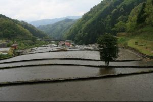 「大井谷の棚田」撮影者：長尾雅彦 撮影地：島根県鹿足郡吉賀町柿木村「大井谷の棚田」　撮影日：平成21年5月5日