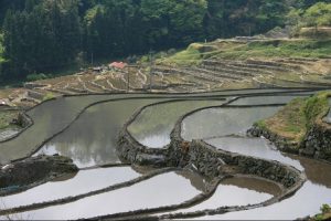 「大井谷の棚田」撮影者：長尾雅彦 撮影地：島根県鹿足郡吉賀町柿木村「大井谷の棚田」　撮影日：平成21年5月5日