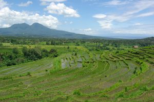 バリ島東部バンドム村の棚田 撮影者：石川 公康　撮影地：バリ島東部バンドム村（インドネシア）　撮影日：2013年1月25日