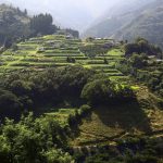 "細い山道を登っていくと、谷越えに見える棚田。特に名称はないようで、個人的に、”マチュピチュ棚田”と呼んでいる。 撮影者：上田　和彦　撮影地：宮崎県高千穂町　撮影日：2011年8月30日