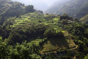 "細い山道を登っていくと、谷越えに見える棚田。特に名称はないようで、個人的に、”マチュピチュ棚田”と呼んでいる。 撮影者：上田　和彦　撮影地：宮崎県高千穂町　撮影日：2011年8月30日