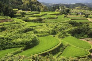 "熊本県山都町の小崎棚田。左端から中央部にかけて、耕作を放棄した部分がある。「これが、全て耕作されていたら、さぞかし美しいことだろう」と、毎年思う。 撮影者：上田　和彦　撮影地：熊本県山都町　撮影日：2011年7月31日