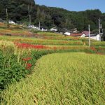 "佐賀県小城市江里山棚田 撮影者：内海 真実　撮影地：佐賀県小城市江里山　撮影日：2012年9月23日