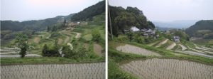 「北庄の棚田」　撮影者：岡本和子 撮影地：岡山県久米南町　北庄の棚田　撮影日：2003年6月