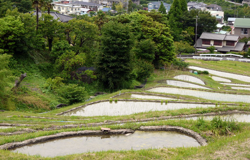 葉山町上山口の棚田