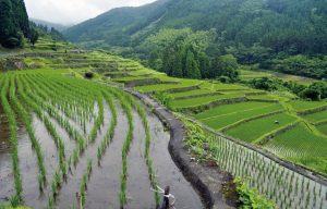 寒川の棚田