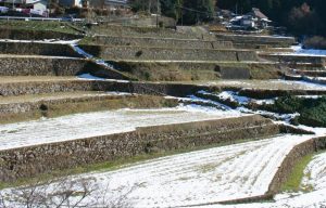 羽高の棚田