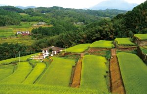 由布川奥詰の棚田