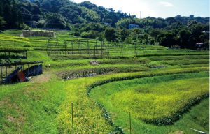 上山口の棚田
