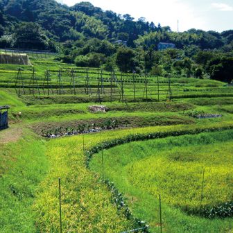上山口の棚田