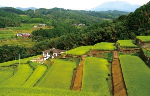 由布川奥詰の棚田