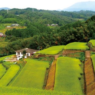 由布川奥詰の棚田