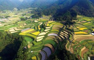 尾戸の口の棚田