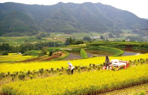 栃又の棚田