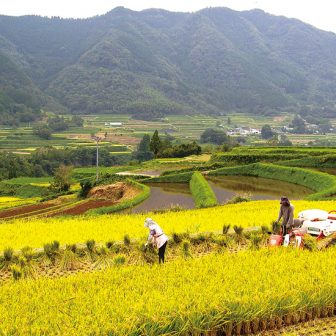 栃又の棚田