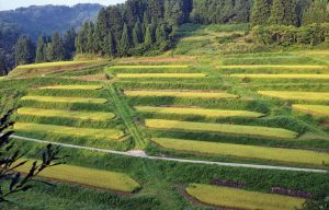 大開の棚田