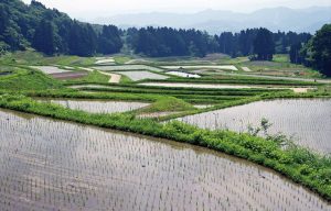 梨ノ木田の棚田