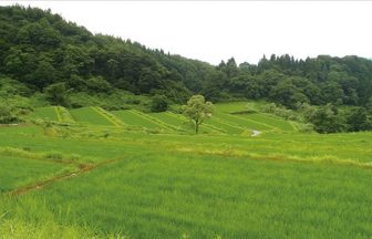 枯木又の棚田