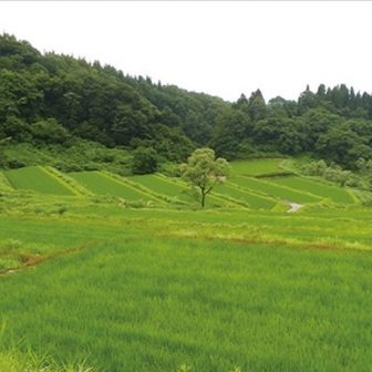 枯木又の棚田