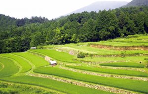 上牛尾寺家の棚田