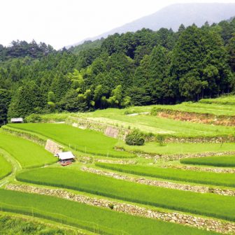 上牛尾寺家の棚田