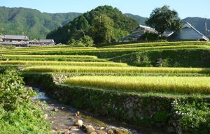 上牛尾寺家の棚田