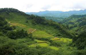 清水の棚田