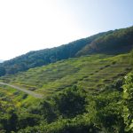 小倉千枚田(おぐらせんまいだ)| 新潟県佐渡市