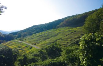 小倉千枚田1
