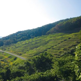 小倉千枚田1