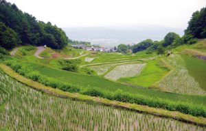 姫子沢の棚田