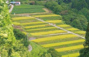 田沢沖の棚田