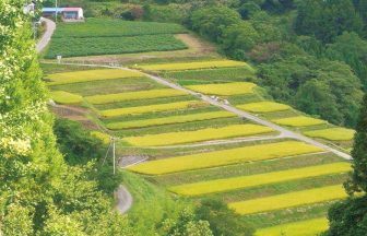 田沢沖の棚田