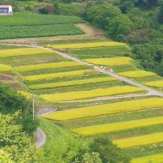 田沢沖の棚田