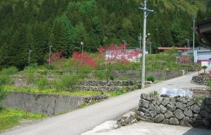 田頃家の棚田