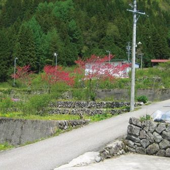 田頃家の棚田