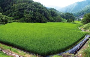 ナカイ田の棚田