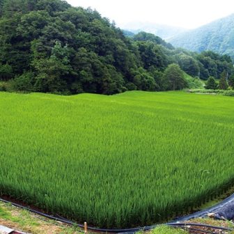ナカイ田の棚田