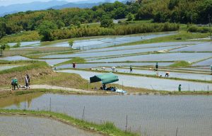平尾の棚田