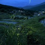 「坂折棚田」　撮影者：伊藤憲男　撮影地：岐阜県恵那市坂折棚田　撮影日時：2022年7月6日