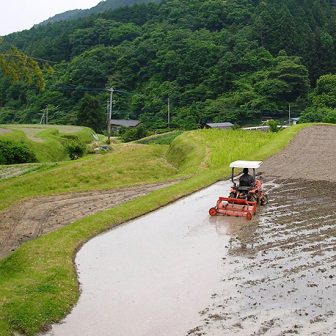 白川の棚田