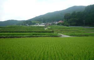 西の谷棚田
