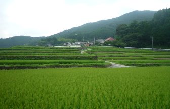 西の谷棚田