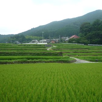 西の谷棚田