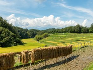 「よこね田んぼ」　撮影者：長田圭子　撮影場所：長野県飯田市　撮影日：2022年9月11日