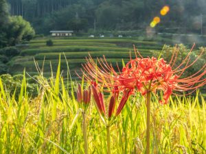 「坂折棚田」　撮影者：長田圭子　撮影場所：岐阜県恵那市　撮影日：2022年9月11日